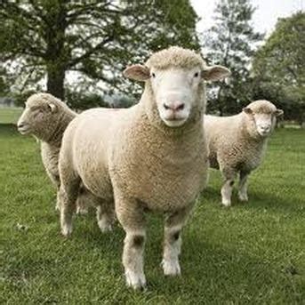 Dorset Sheep Breed Information, History & Facts - RaisingSheep.net