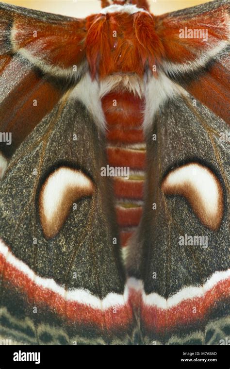 Cecropia moth hyalophora cecropia wing hi-res stock photography and images - Alamy