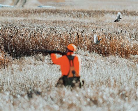 Common Mistakes in Pheasant Hunting - Project Upland