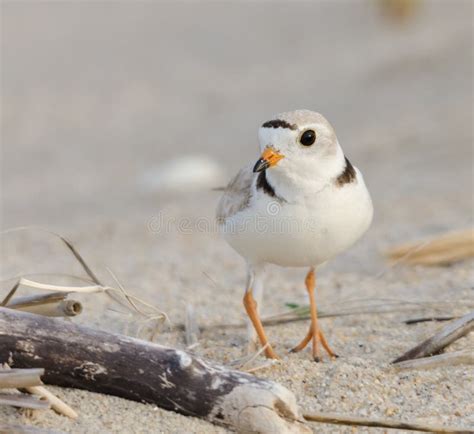 Piping plover stock photo. Image of avian, peep, plover - 94506370