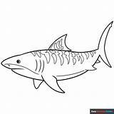 Tiger Shark Coloring Pages For Kids Printable sketch template