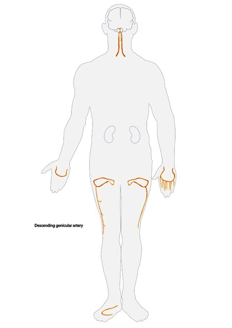 Arteries – Boundless Anatomy and Physiology