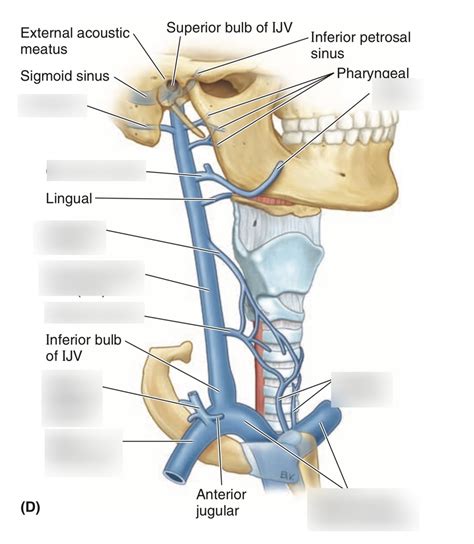 Neck Veins Anatomy