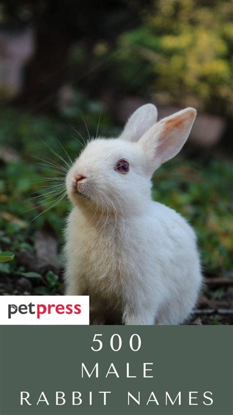 The 500 Best Male Rabbit Names For Your Bunny - PetPress