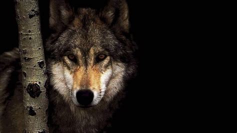 Wolf Wallpapers 1920x1080 - Wallpaper Cave