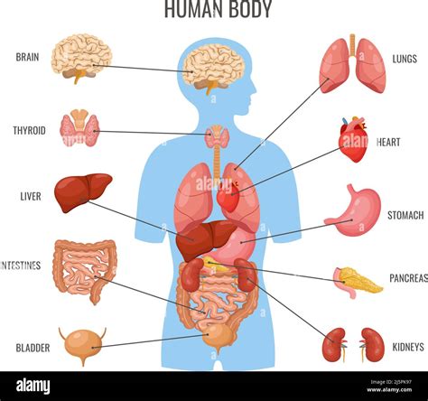 Human body internal organs. Inner organ flat poster, biology medicine banner template. Science ...