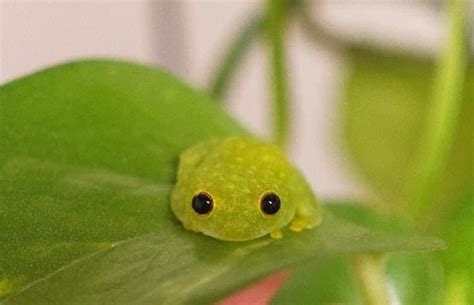 This frog is too cute for this world. in 2020 | Cute reptiles, Cute frogs, Cute animals