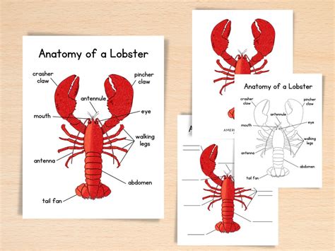 Anatomy of Lobster Homeschool Resources Nature School Ocean Study ...