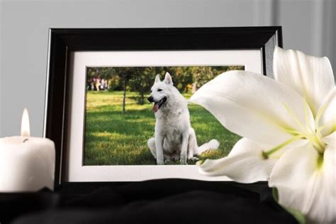 How to Have a Funeral for Your Dog or Cat | OC Shelter Pets