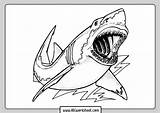 Shark Printable Pictures sketch template