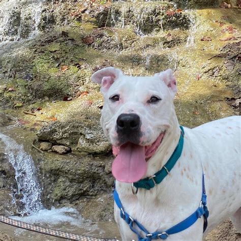 Volunteer Teaches A Deaf Dog Sign Language Commands, And This Helps The Dog Be Adopted By A ...