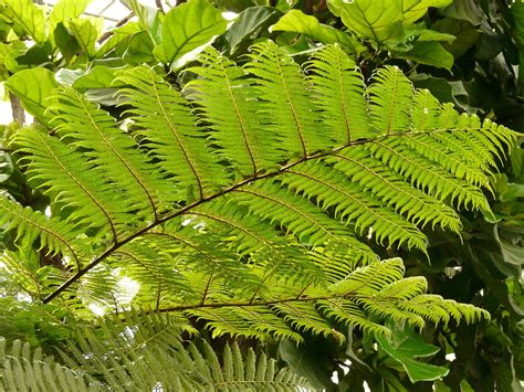 Top 10 Amazing Hardy Types of Ferns for Growing Indoors or Outside ...