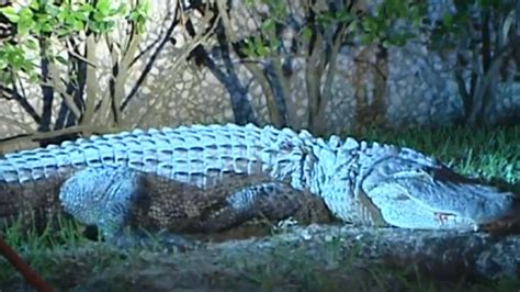 Ten-foot gator found outside west Houston office building - ABC13 Houston