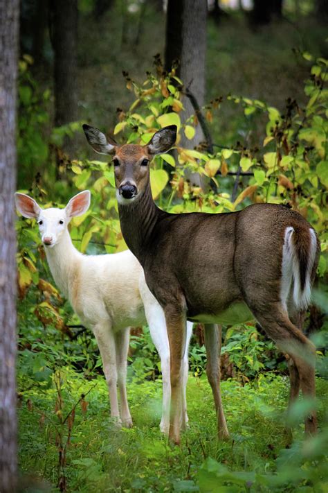 Albino Fawn Photograph by Chesarra Bowen - Fine Art America