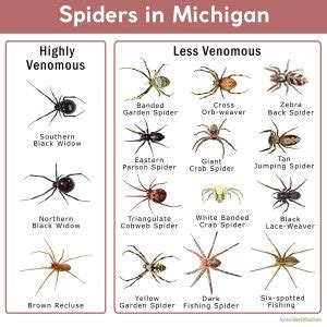 Spiders in Michigan: List with Pictures