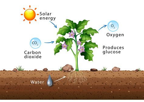 Which of the following is a waste product of photosynthesis?