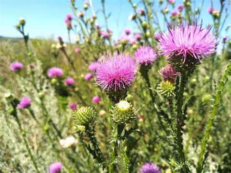 All About Musk Thistle - Minneopa Orchards