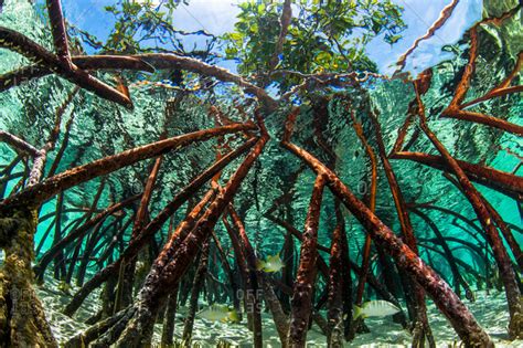 A mangrove tree root system in water stock photo - OFFSET