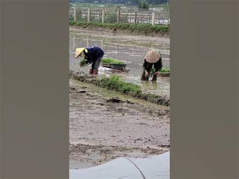 planting rice by hand #shorthope - YouTube