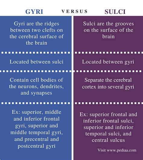 Difference Between Gyri and Sulci | Definition, Anatomy, Function ...