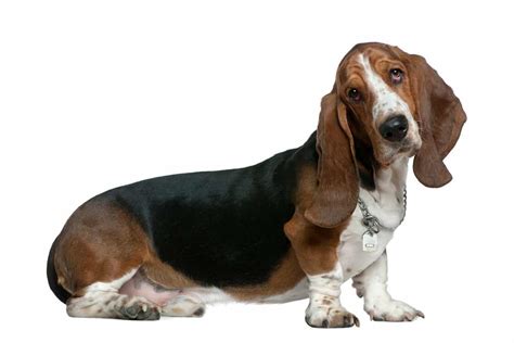 Great Names For Basset Hound Dogs - Our Definitive List