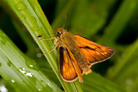 Is it a moth is it a butterfly? Part 3 – The Large Skipper | Whiteknights biodiversity