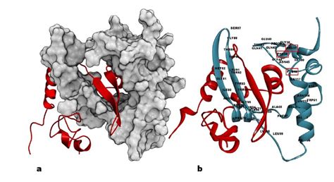 The homodimer homology model of the C terminal domain structure (a)... | Download Scientific Diagram