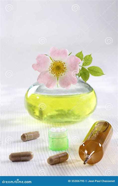 Briar-medicinal Plant stock image. Image of drugs, herbal - 35306795