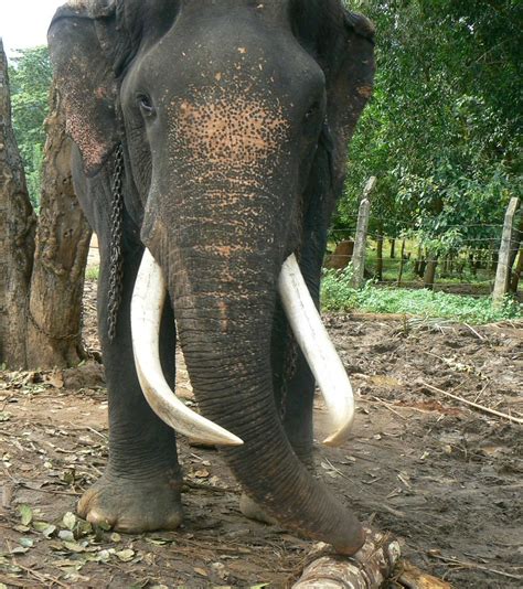 Sri Lankan elephant - Wikipedia