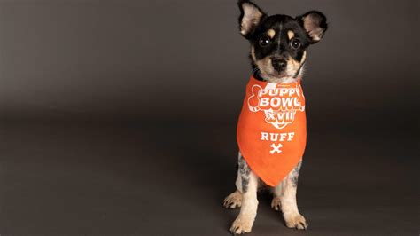 Puppy Bowl 2021: Meet the adorable stars of Team Fluff, Team Ruff | khou.com