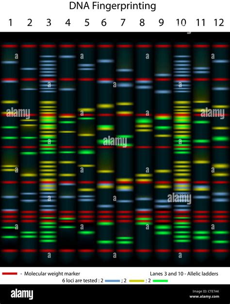 DNA fingerprinting example gel Stock Photo - Alamy