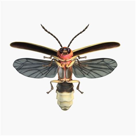 maya firefly bug flying pose - FireFly Bug Flying Pose... by shiva3d ...