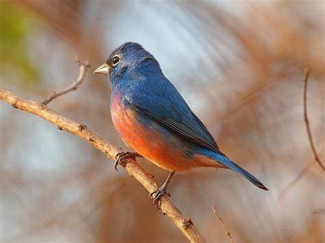 Rose-bellied bunting (Passerina rositae) | Beautiful birds, Small birds, Birds