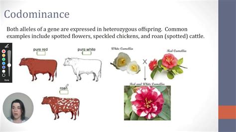 Codomiance In Genetics Refers To: / Chapter 11 Part 10 - Incomplete Dominance & Codominance ...