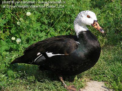 White-winged Duck/White-winged Wood-duck, Cairina scutulata