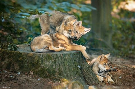 Wolf pups chilling by Khalliysgraphy on DeviantArt