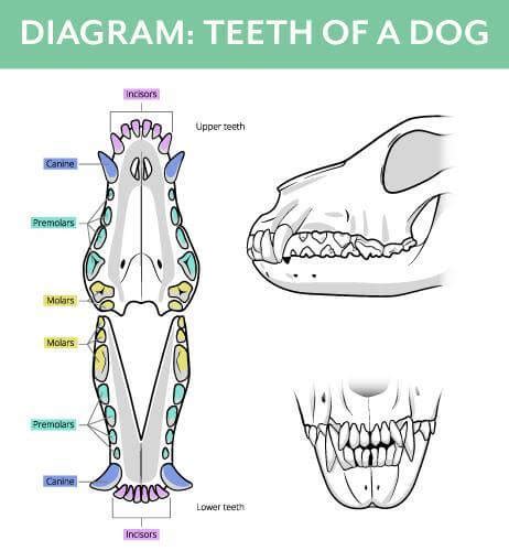 Are Canine Teeth The Most Painful