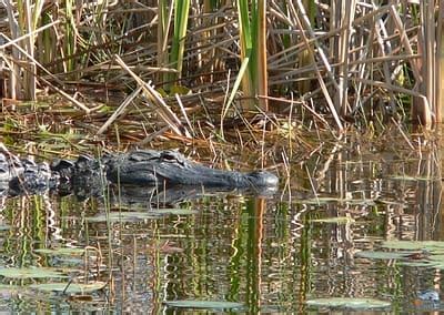 Lake Okeechobee Wildlife Pictures & Sightseeing