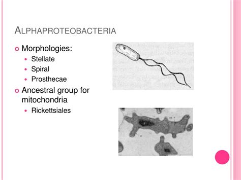 PPT - Alphaproteobacteria PowerPoint Presentation, free download - ID:662542