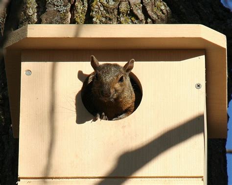 Baby Squirrel Nesting Box - Babbiester