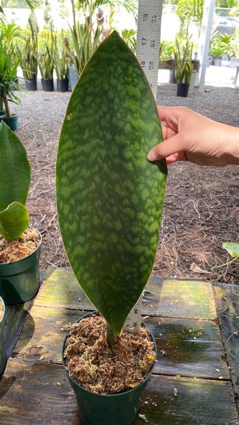 Whale Fin Snake plant Sansevieria Masoniana | Etsy