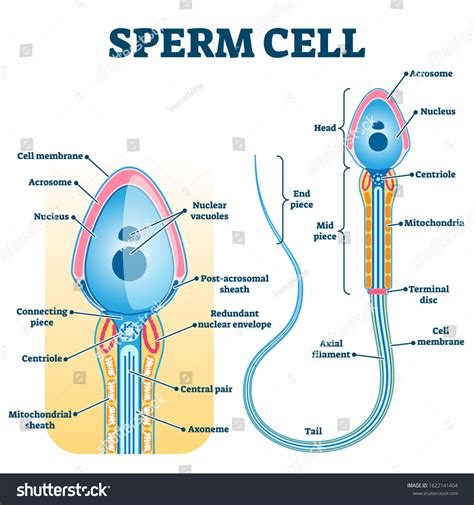 Sperm Cell Anatomy Education Fertility Diagram Stock Vector (Royalty ...