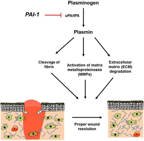 Plasminogen activator inhibitor 1 - Alchetron, the free social encyclopedia