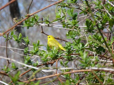 Ninigret National Wildlife Refuge Lewis Trail - Charlestown Citizens ...