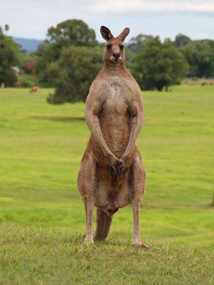 mind = blown @ kangaroo tech (pic) miscers who lift GTFIH - Bodybuilding.com Forums