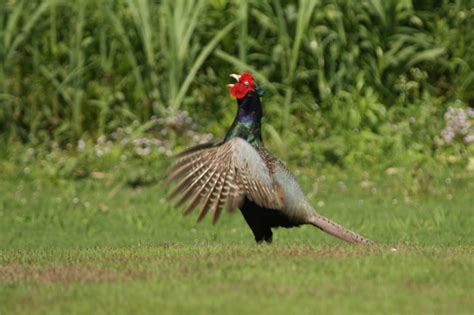 Wild birds and flowers around Tokyo : Japanese green pheasant