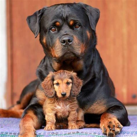 Cute rottweiler Rottweiler Pictures, Rottweiler Funny, Rottweiler Puppies, Puppy Pitbulls ...