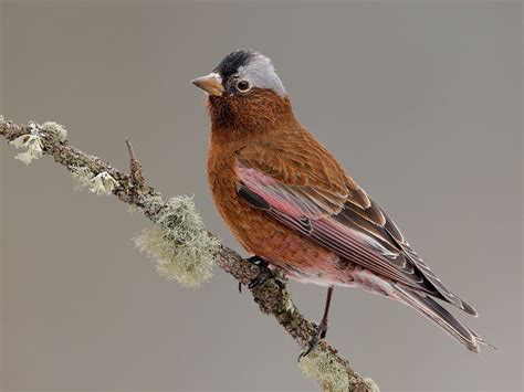 Gray-crowned Rosy-Finch (Interior Race) 9 | Finch, Passerine bird ...