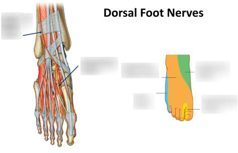 dorsal foot nerves Diagram | Quizlet