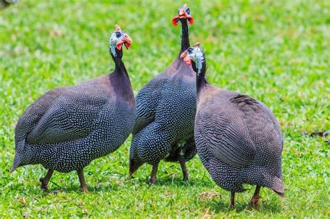 Royal Purple Guinea for Sale | Chickens For Backyards